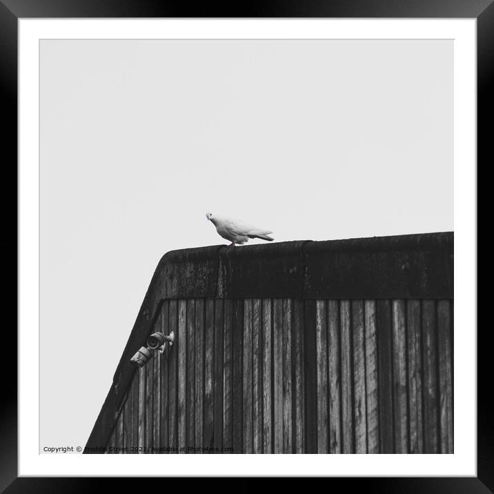 Lonely Dove Framed Mounted Print by Freddie Street