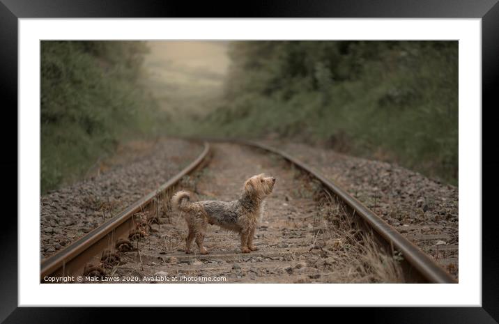 A Dog's Tale  Framed Mounted Print by Malc Lawes