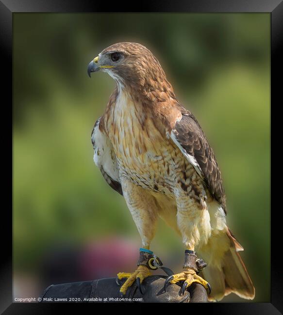 Portrait of a bird of prey  Framed Print by Malc Lawes