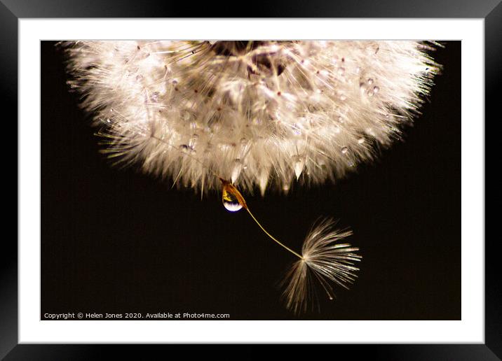 Dandelion in Dew Framed Mounted Print by Helen Jones