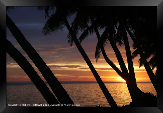 Sunset through palm trees in Rarotonga Framed Print by Robert MacDowall
