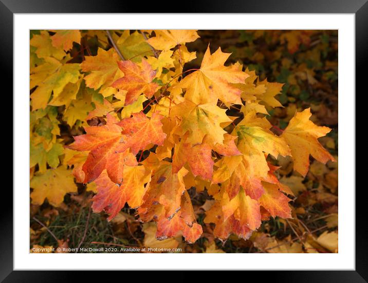 Autumn leaves - 2 Framed Mounted Print by Robert MacDowall
