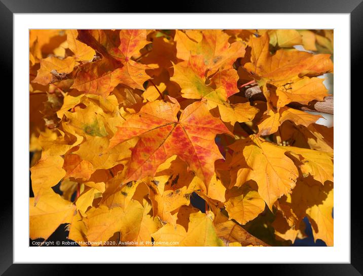 Autumn leaves - 4 Framed Mounted Print by Robert MacDowall