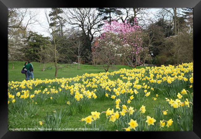 Spring in Kew Gardens Framed Print by Robert MacDowall