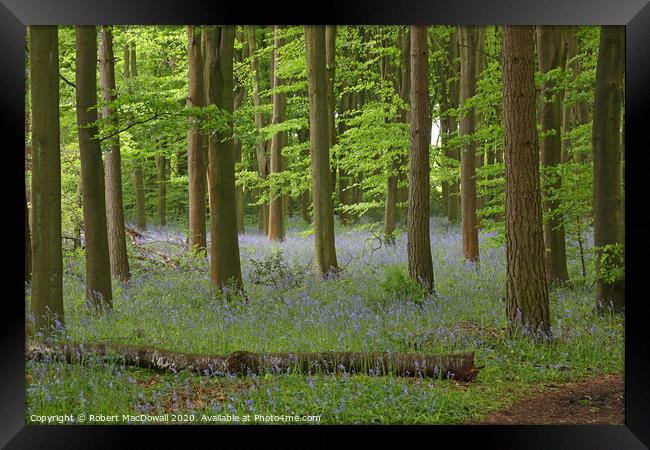 Bluebells in Penn Wood, Buckinghamshire Framed Print by Robert MacDowall