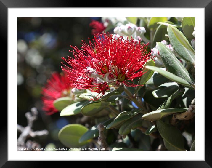 Pohutukawa, the New Zealand Christmas flower Framed Mounted Print by Robert MacDowall