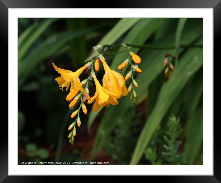 Droplets of rain on a flower Framed Mounted Print by Robert MacDowall
