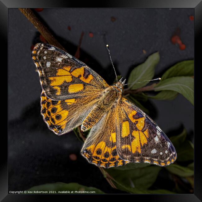 Tortoiseshell Butterfly Framed Print by Kev Robertson