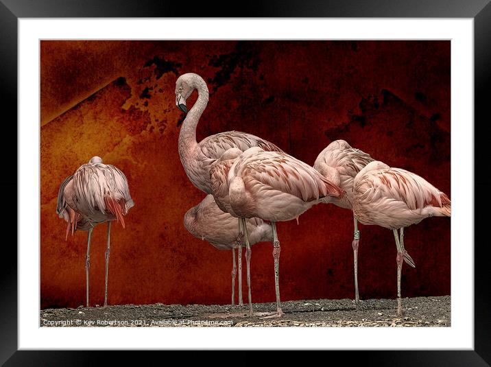 Pink Flamingos Framed Mounted Print by Kev Robertson