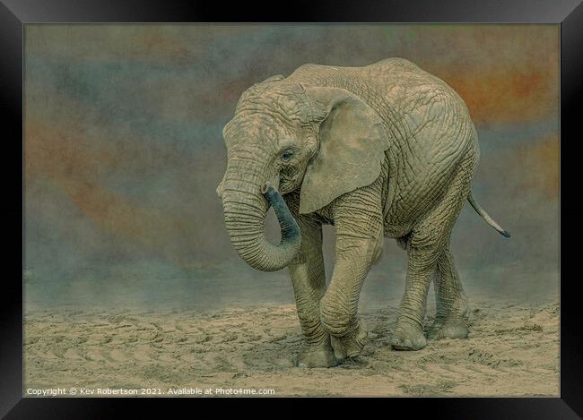 Elephant Framed Print by Kev Robertson