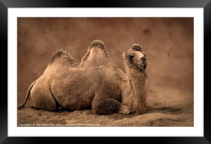 Camel sitting on sand Framed Mounted Print by Kev Robertson