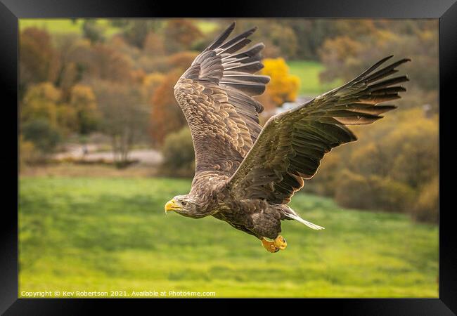 White Tailed Sea Eagle Framed Print by Kev Robertson