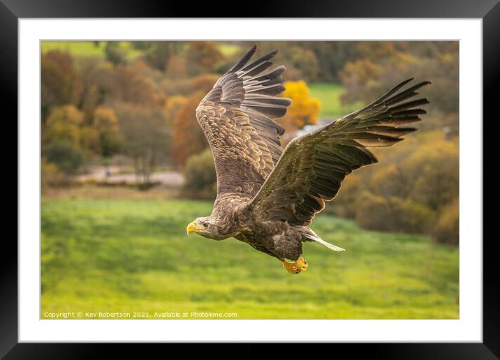 White Tailed Sea Eagle Framed Mounted Print by Kev Robertson