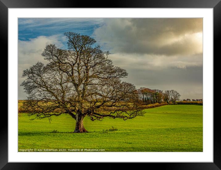 The Tythegston tree Framed Mounted Print by Kev Robertson