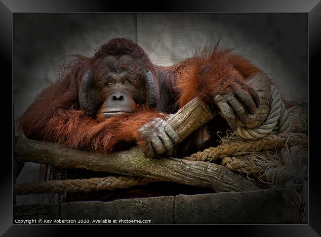 One bored Orangutan Framed Print by Kev Robertson