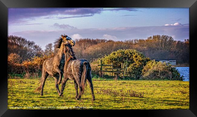 Welsh Ponies in a field Framed Print by Kev Robertson
