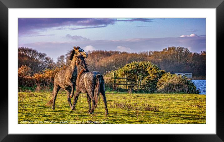 Welsh Ponies in a field Framed Mounted Print by Kev Robertson