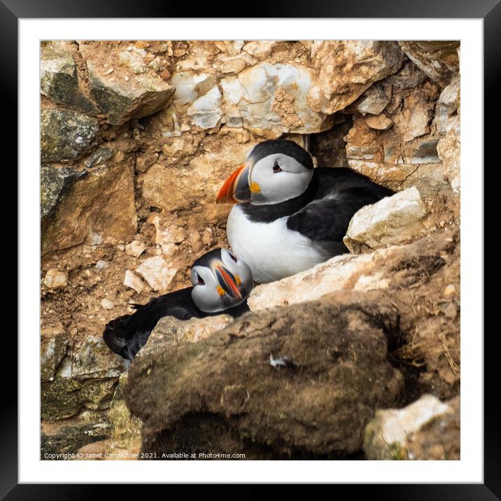 Puffin Love Framed Mounted Print by Janet Carmichael