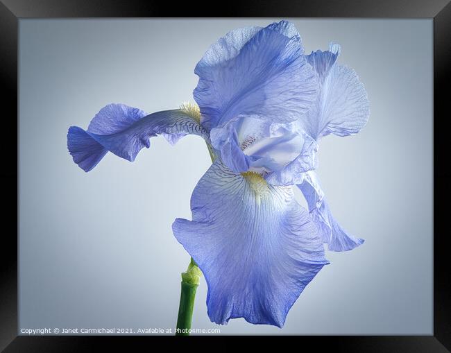 Flamboyant Iris Beauty Framed Print by Janet Carmichael