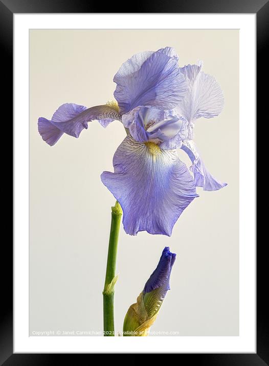 Majestic Iris Blooms Framed Mounted Print by Janet Carmichael