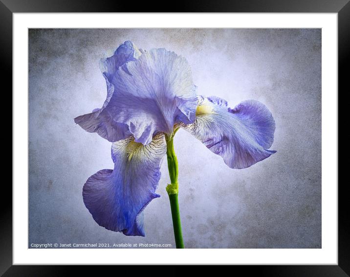 Iris - Artistic Framed Mounted Print by Janet Carmichael