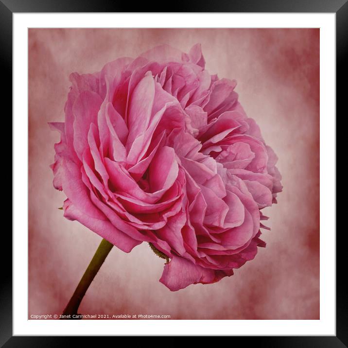 Blushing Beauty Framed Mounted Print by Janet Carmichael
