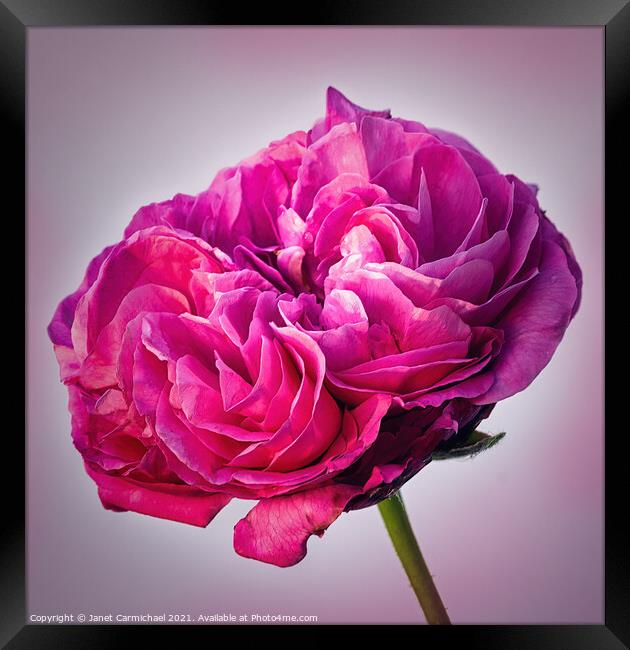 Radiant Pink Rose Framed Print by Janet Carmichael