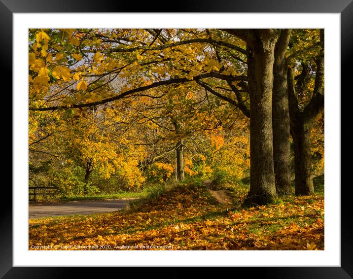 Honey Hues of Autumn Framed Mounted Print by Janet Carmichael
