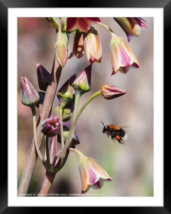 Another Busy Day - Bee in Flight Framed Mounted Print by Janet Carmichael