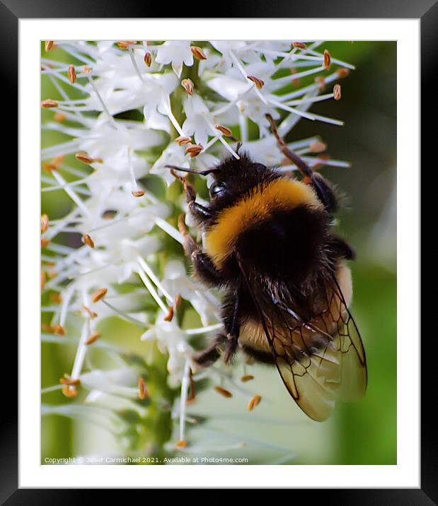 Bee Bumble Framed Mounted Print by Janet Carmichael