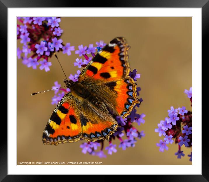 Vibrant Colours of Nature Framed Mounted Print by Janet Carmichael