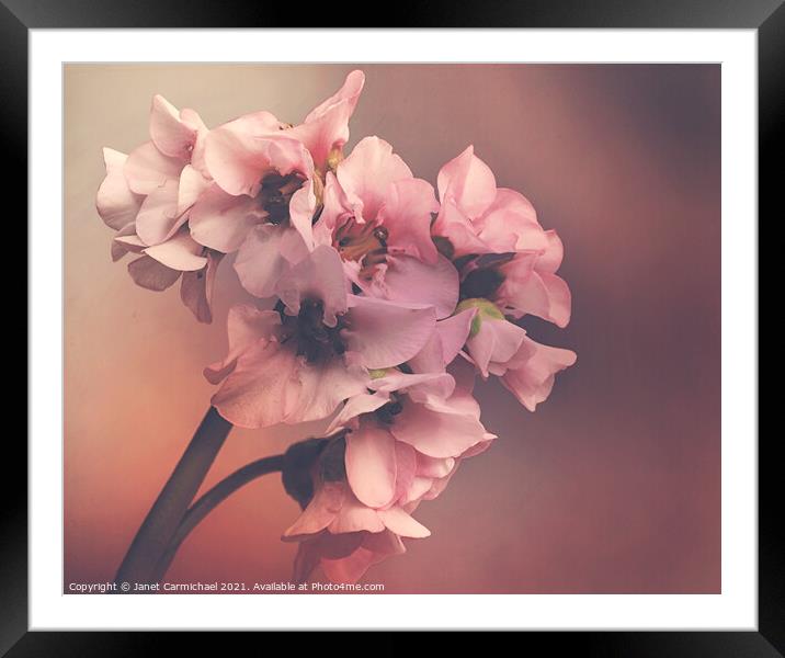Beautiful Blooms Framed Mounted Print by Janet Carmichael