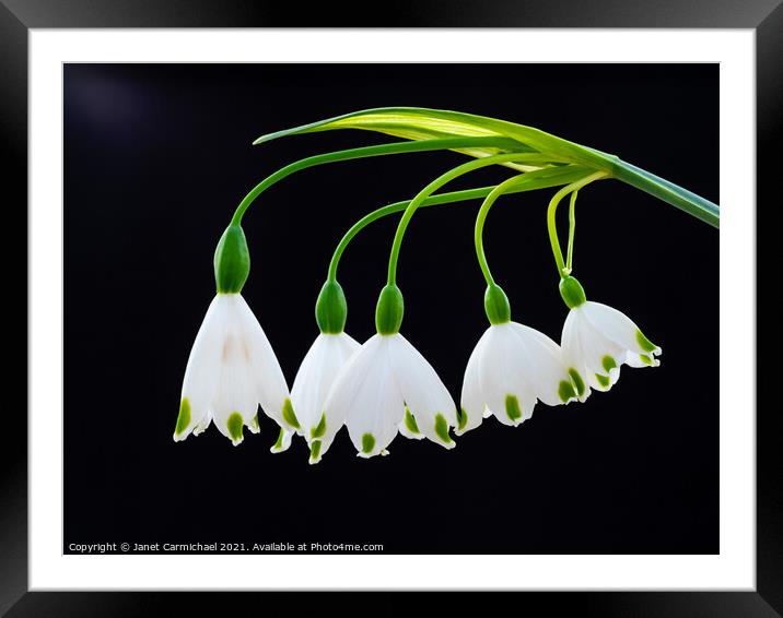 Sculptural Spring Snowflake Framed Mounted Print by Janet Carmichael