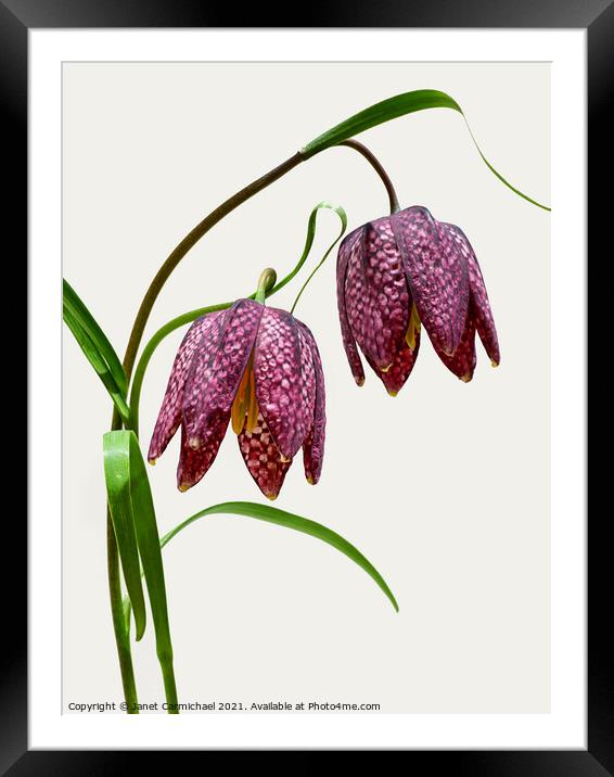 Vibrant Blooms of Snakes Head Fritillary Framed Mounted Print by Janet Carmichael