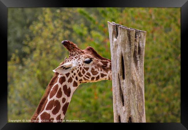 A close up of a giraffe Framed Print by Julia Janusz