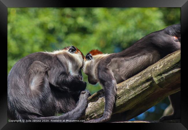 A close up of two monkeys  Framed Print by Julia Janusz