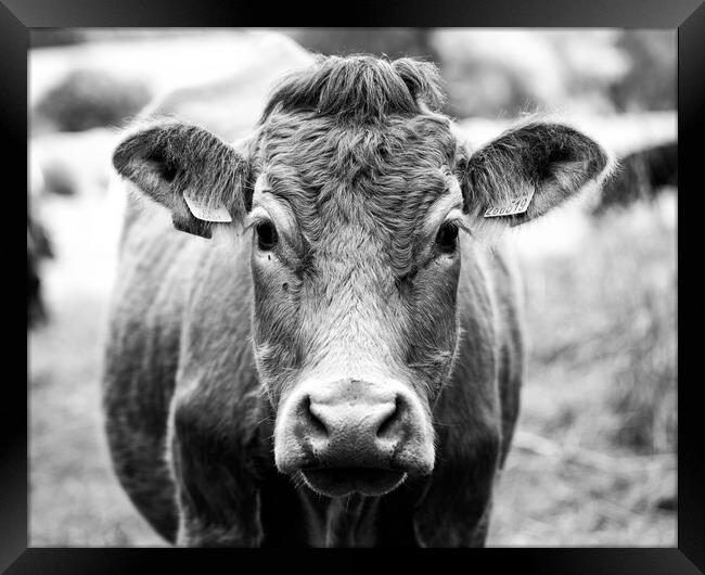 Cow in black and white Framed Print by Ollie Hully
