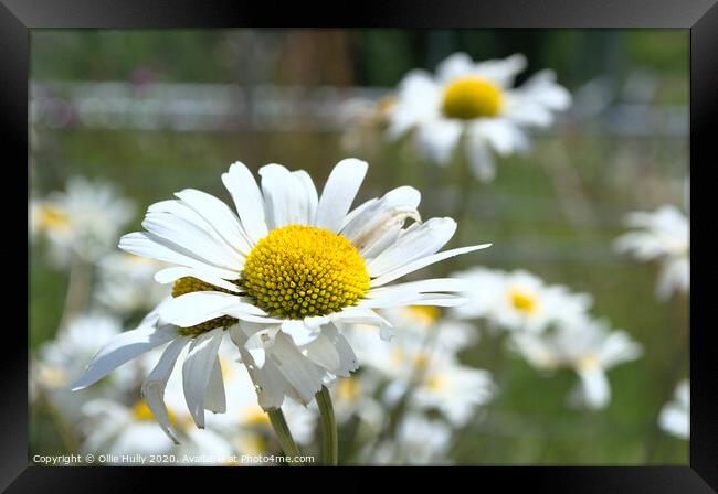 wild daisy Framed Print by Ollie Hully