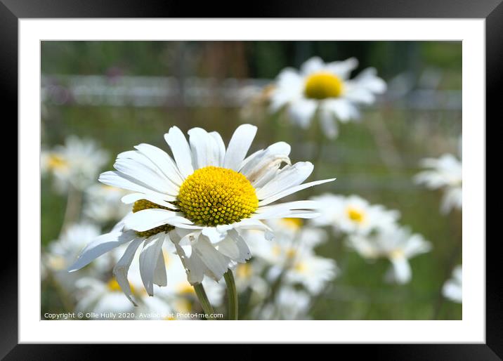 wild daisy Framed Mounted Print by Ollie Hully