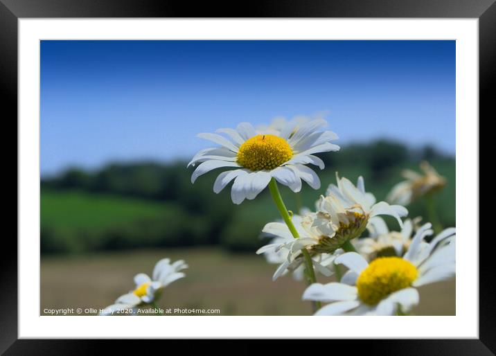 Moon Daisy Framed Mounted Print by Ollie Hully