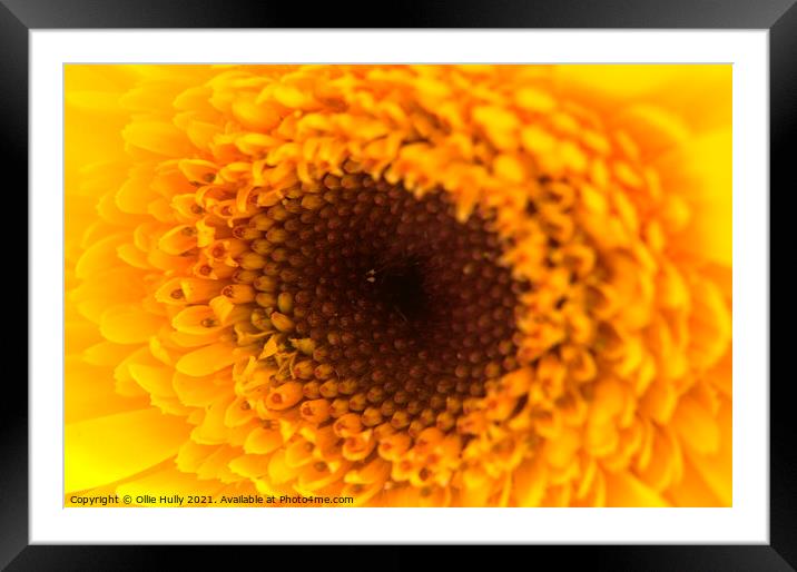 A close up of a yellow and orange flower Framed Mounted Print by Ollie Hully
