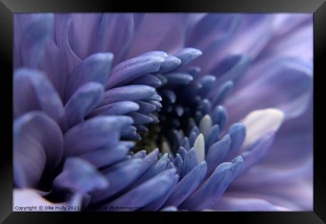 purple flower Framed Print by Ollie Hully