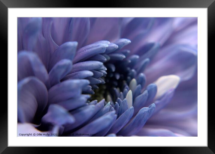 purple flower Framed Mounted Print by Ollie Hully