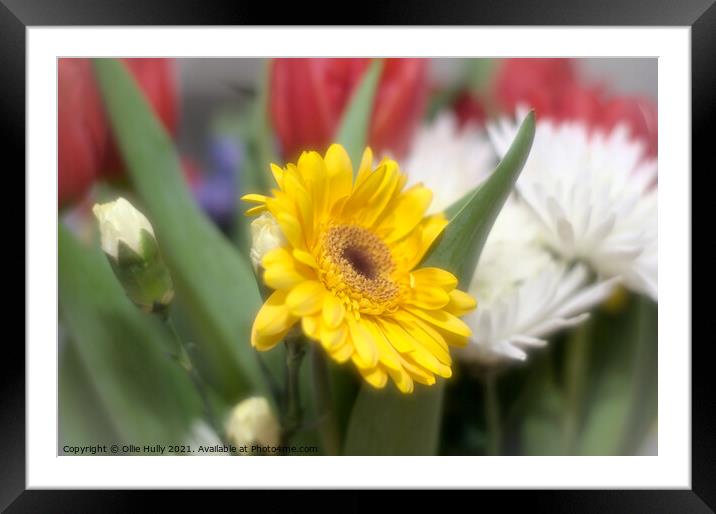 Orange and yellow flower with dreamy effect Framed Mounted Print by Ollie Hully