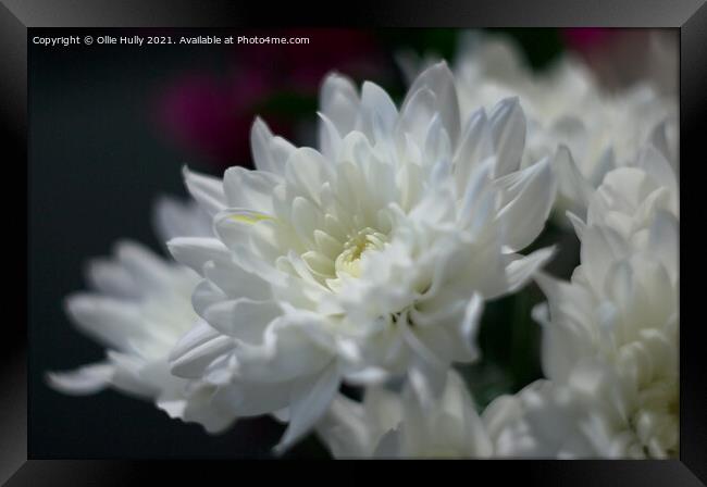 White chrysanthemum flower Framed Print by Ollie Hully