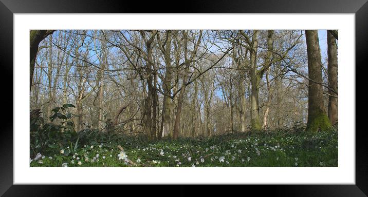 woodland panorama  Framed Mounted Print by Ollie Hully