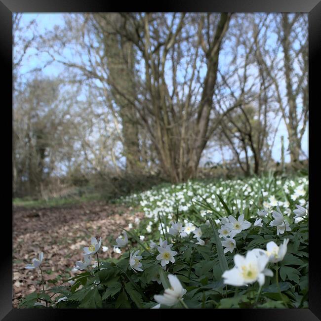 wood anemone flowers Framed Print by Ollie Hully