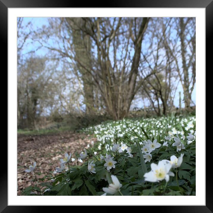 wood anemone flowers Framed Mounted Print by Ollie Hully