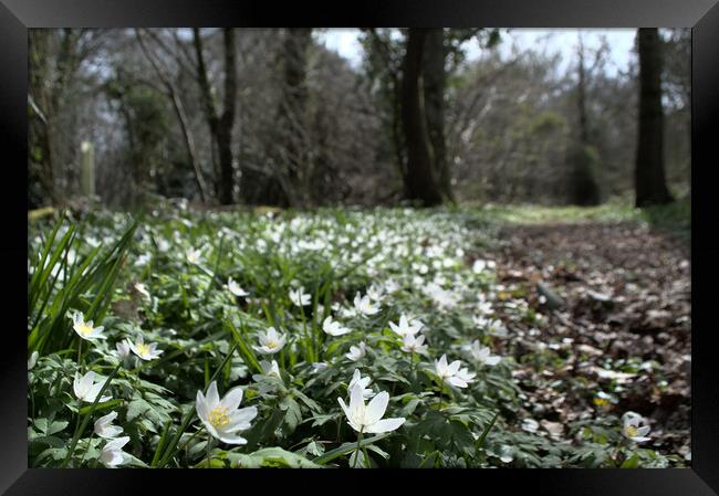 wood anemone in the forest Framed Print by Ollie Hully