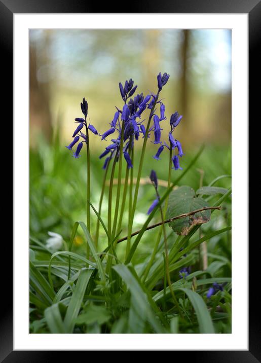 English bluebells in forest Framed Mounted Print by Ollie Hully